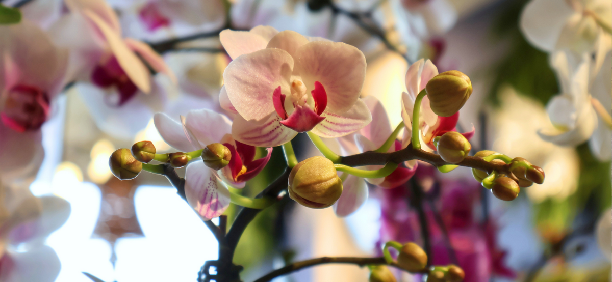Kent Florist