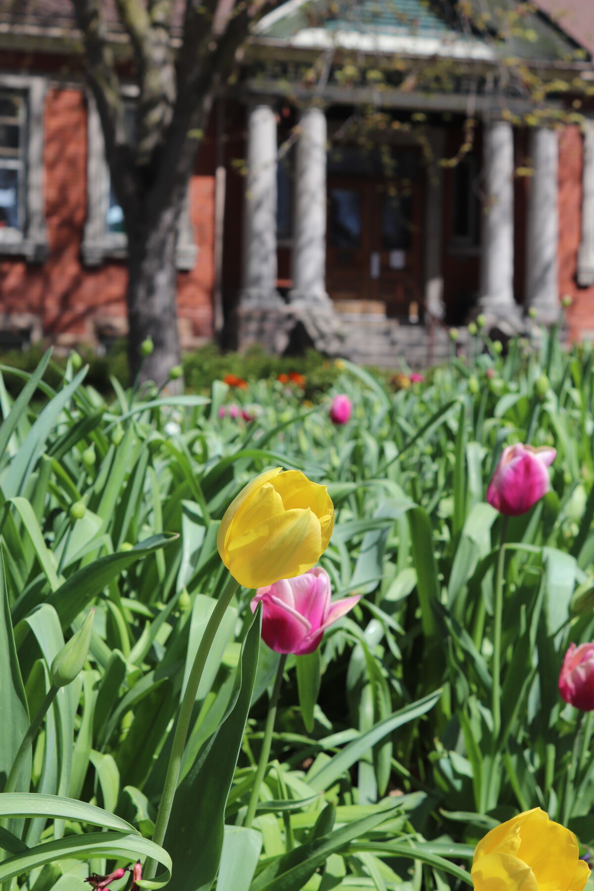Kawartha Lakes Public Library | Lindsay Branch