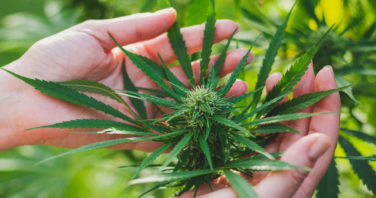 Lindsay Cannabis Store
