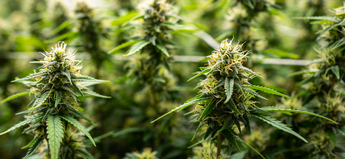 Lindsay Cannabis Store